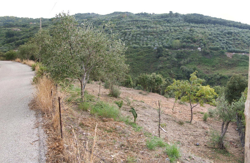 Foto del terreno in vendita nel comune di Naso - Sicilia